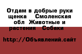 Отдам в добрые руки щенка  - Смоленская обл. Животные и растения » Собаки   